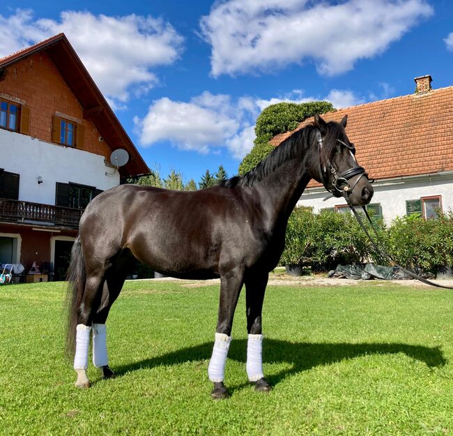 Pretty Woman, deutsches Reitpony, *2019, Margret Monschein, Horses For Sale, St. Margarethen an der Raab, Image 3