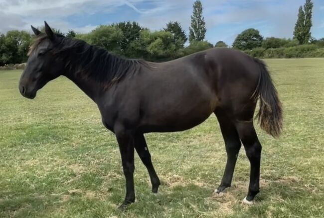 **Priced to Sell** Dark Brown Show Filly, Victoria, Konie na sprzedaż, Bridgwater 