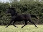 **Priced to Sell** Dark Brown Show Filly, Victoria, Konie na sprzedaż, Bridgwater , Image 2