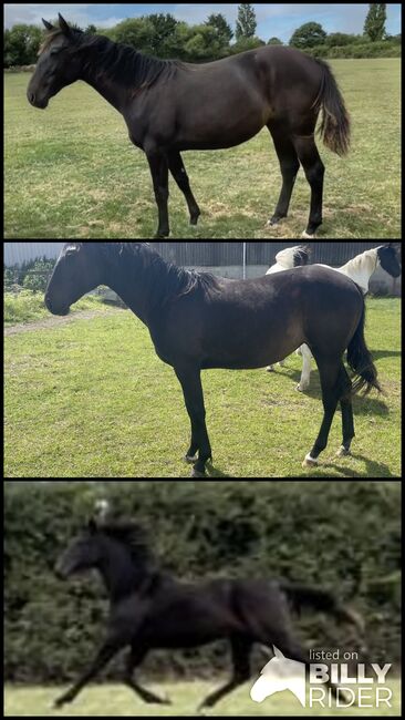 **Priced to Sell** Dark Brown Show Filly, Victoria, Konie na sprzedaż, Bridgwater , Image 4