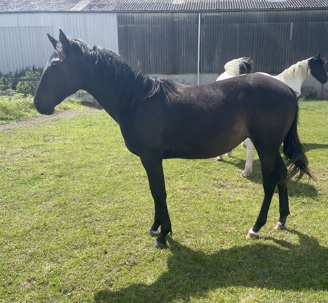 **Priced to Sell** Dark Brown Show Filly, Victoria, Pferd kaufen, Bridgwater , Abbildung 3