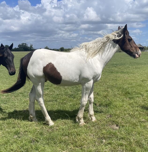 **Priced to Sell** Thoroughbred X Cob Gelding, Victoria, Konie na sprzedaż, Bridgwater 