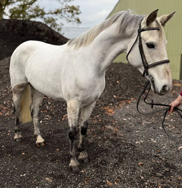 Prim 14.2hh 7yr Connie mare, Brook, Horses For Sale, Newark Nottinghamshire 