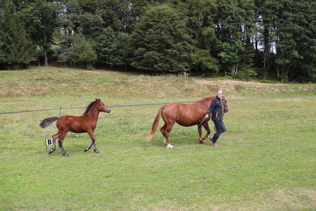 PRINCE HERCULES – Selbstbewusstes und athletisches Hengstfohlen, Connemara Gestüt Badger’s Hill Ranch, Pferd kaufen, Dachsberg, Abbildung 2