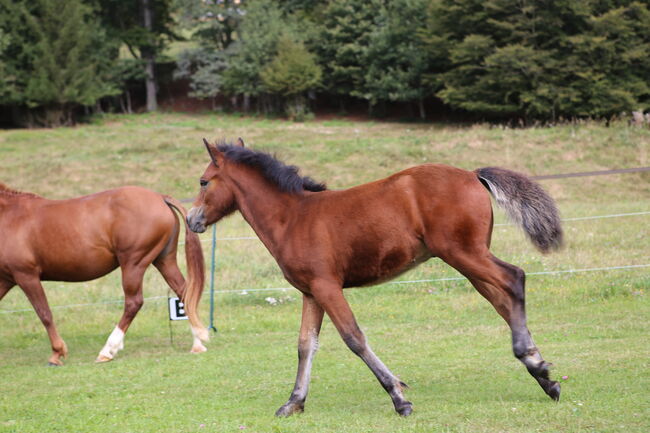 PRINCE HERCULES – Selbstbewusstes und athletisches Hengstfohlen, Connemara Gestüt Badger’s Hill Ranch, Pferd kaufen, Dachsberg, Abbildung 4