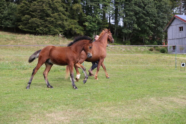 PRINCE HERCULES – Selbstbewusstes und athletisches Hengstfohlen, Connemara Gestüt Badger’s Hill Ranch, Pferd kaufen, Dachsberg, Abbildung 8