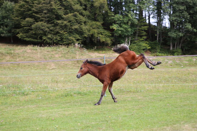 PRINCE HERCULES – Selbstbewusstes und athletisches Hengstfohlen, Connemara Gestüt Badger’s Hill Ranch, Pferd kaufen, Dachsberg, Abbildung 12