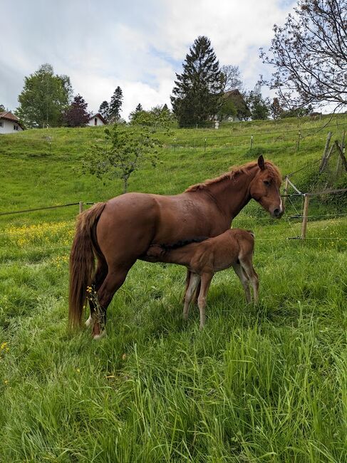 PRINCE HERCULES – Selbstbewusstes und athletisches Hengstfohlen, Connemara Gestüt Badger’s Hill Ranch, Horses For Sale, Dachsberg, Image 3