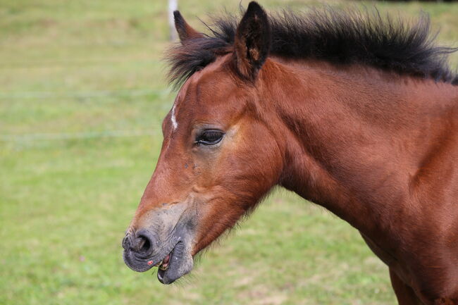 PRINCE HERCULES – Selbstbewusstes und athletisches Hengstfohlen, Connemara Gestüt Badger’s Hill Ranch, Horses For Sale, Dachsberg, Image 7