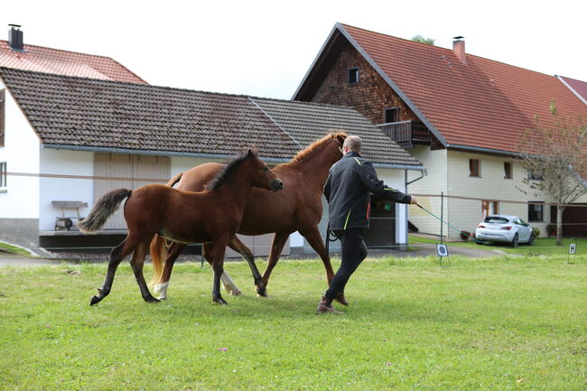 PRINCE HERCULES – Selbstbewusstes und athletisches Hengstfohlen, Connemara Gestüt Badger’s Hill Ranch, Horses For Sale, Dachsberg, Image 9