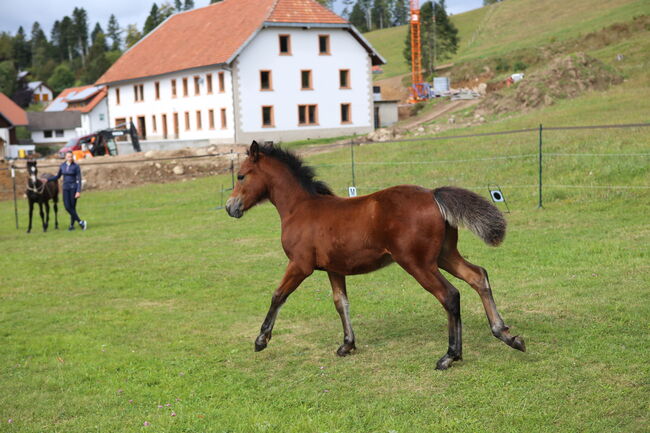 PRINCE HERCULES – Selbstbewusstes und athletisches Hengstfohlen, Connemara Gestüt Badger’s Hill Ranch, Konie na sprzedaż, Dachsberg, Image 5