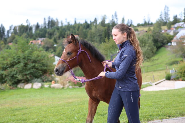 PRINCE HERCULES – Selbstbewusstes und athletisches Hengstfohlen, Connemara Gestüt Badger’s Hill Ranch, Konie na sprzedaż, Dachsberg