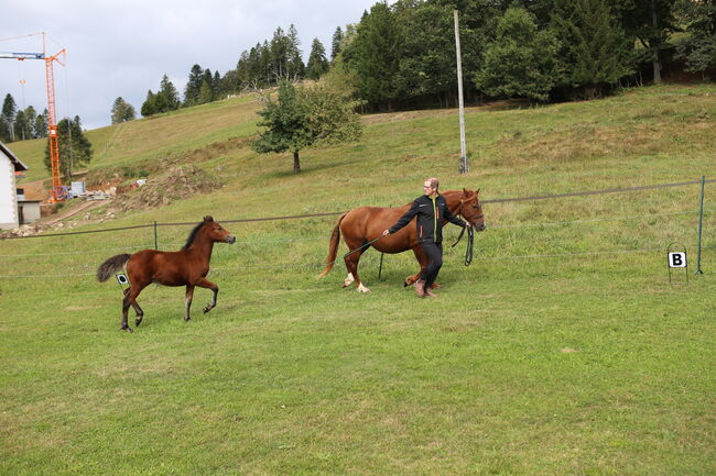 PRINCE HERCULES – Selbstbewusstes und athletisches Hengstfohlen, Connemara Gestüt Badger’s Hill Ranch, Konie na sprzedaż, Dachsberg, Image 10