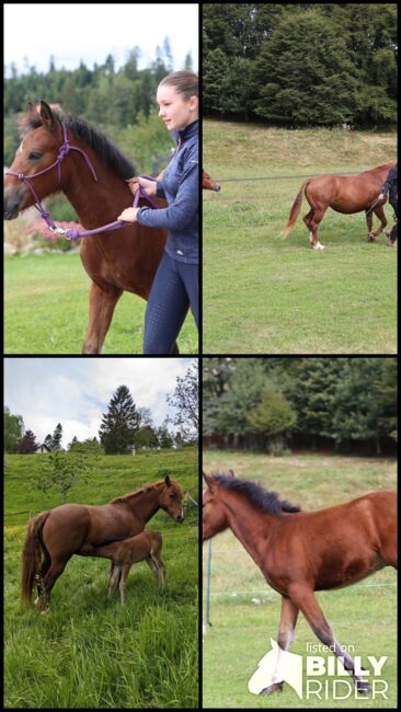 PRINCE HERCULES – Selbstbewusstes und athletisches Hengstfohlen, Connemara Gestüt Badger’s Hill Ranch, Konie na sprzedaż, Dachsberg, Image 14