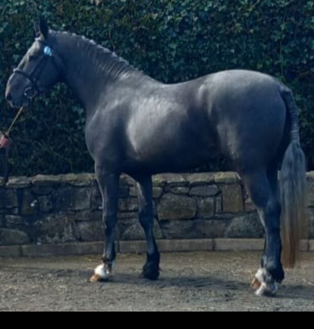 Prince shenadoah, Jj twomey , Horses For Sale, Cork, Image 2