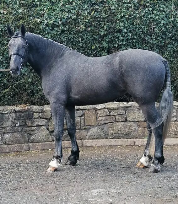 Prince shenadoah, Jj twomey , Horses For Sale, Cork
