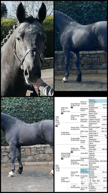 Prince shenadoah, Jj twomey , Horses For Sale, Cork, Image 5