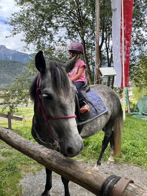 Prinzessinenpferd sucht Herzensmenschen, Julia Schleich, Horses For Sale, Stams, Image 7