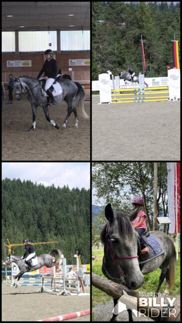 Prinzessinenpferd sucht Herzensmenschen, Julia Schleich, Horses For Sale, Stams, Image 18