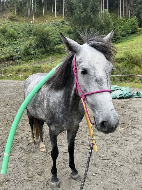 Prinzessinenpferd sucht Herzensmenschen, Julia Schleich, Horses For Sale, Stams, Image 5