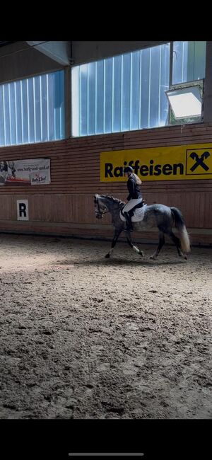 Prinzessinenpferd sucht Herzensmenschen, Julia Schleich, Horses For Sale, Stams, Image 11
