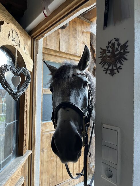 Prinzessinenpferd sucht Herzensmenschen, Julia Schleich, Horses For Sale, Stams, Image 17