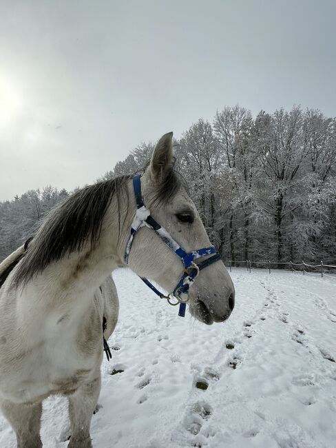 Princess Luna Moon, Carmen Hofer, Horses For Sale, Altlengbach , Image 4