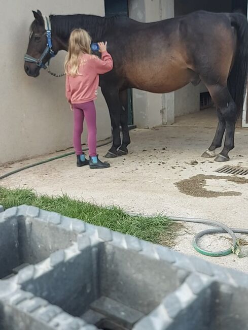 Prinz sucht Prinzessin RESERVIERT, Doris, Horses For Sale, Andorf, Image 3