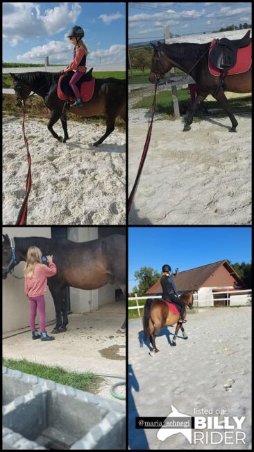 Prinz sucht Prinzessin RESERVIERT, Doris, Horses For Sale, Andorf, Image 6