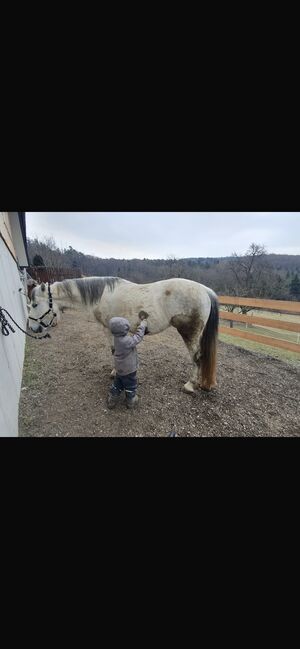 Princess Luna Moon, Carmen Hofer, Horses For Sale, Altlengbach , Image 10