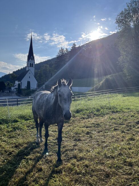 Prinzessinenpferd sucht Herzensmenschen, Julia Schleich, Horses For Sale, Stams, Image 12