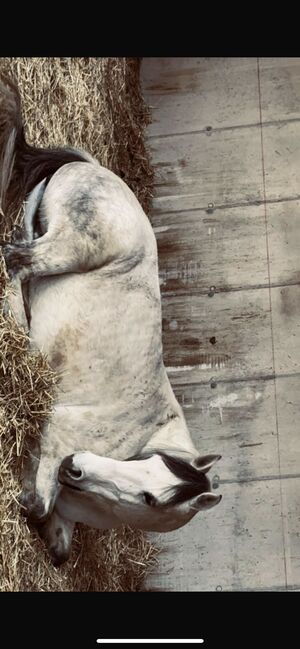 Princess Luna Moon, Carmen Hofer, Horses For Sale, Altlengbach , Image 9