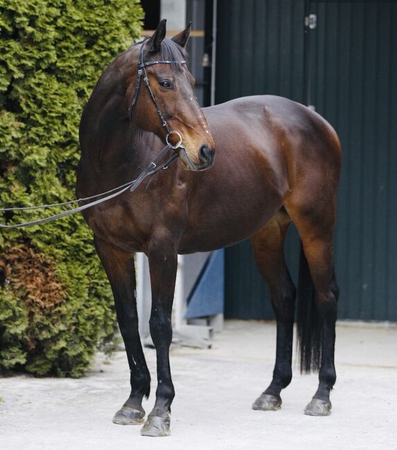 Prinzi - Englisches Vollblut, Wallach, 15 Jahre, Braun, WOW Pferd  (WOW Pferd), Horses For Sale, Bayern - Attenkirchen