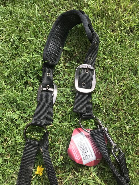 Pro Safe Head Collar, LeMieux , Sam, Halters, Rochford , Image 2