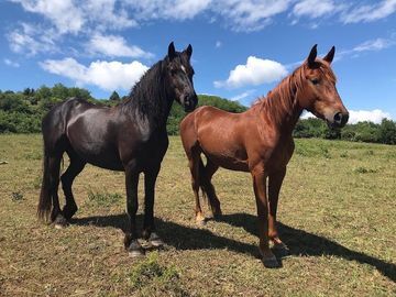 Professioneller REITUNTERRICHT in Sopron / Ungarn, David PETER , Riding Lessons, Sopron