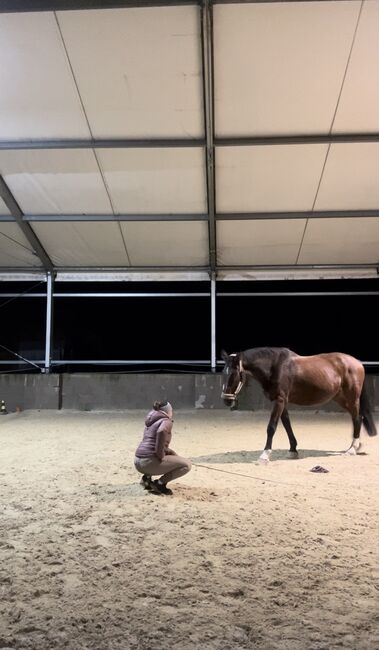 Professor sucht Endplatz!, Chiara Krenauer, Horses For Sale, Walpersbach, Image 4