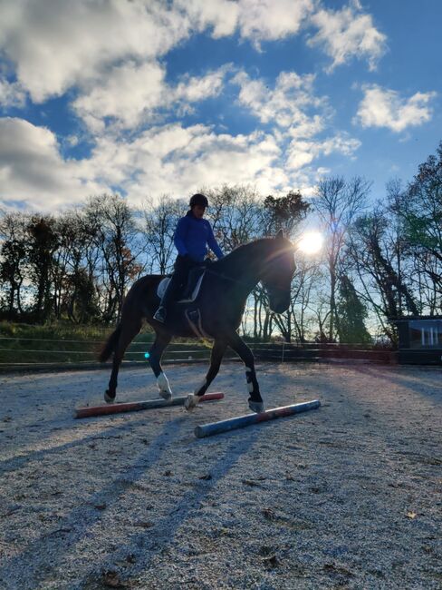 Professor sucht Endplatz!, Chiara Krenauer, Horses For Sale, Walpersbach, Image 2