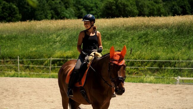 Professor sucht Endplatz!, Chiara Krenauer, Horses For Sale, Walpersbach