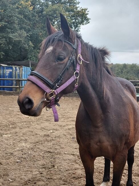 PROJECT/BROODMARE, Riley, Horses For Sale, Kent, Image 4