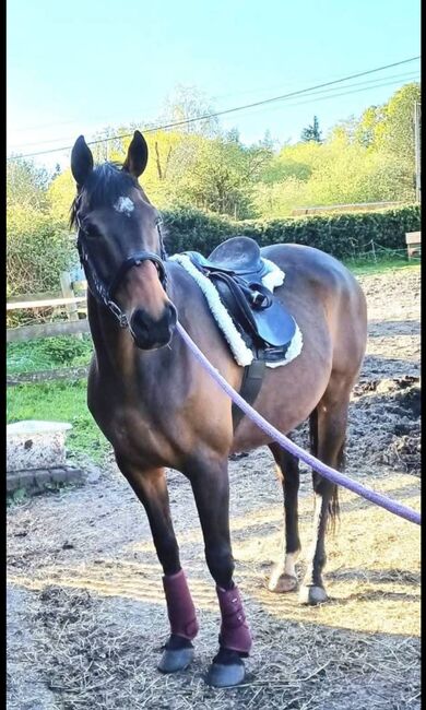 PROJECT/BROODMARE, Riley, Horses For Sale, Kent