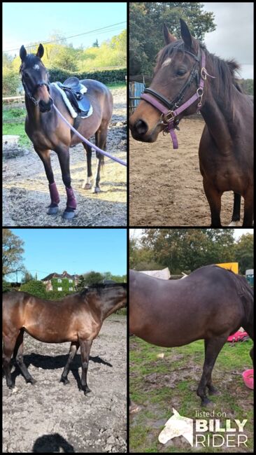 PROJECT/BROODMARE, Riley, Horses For Sale, Kent, Image 9