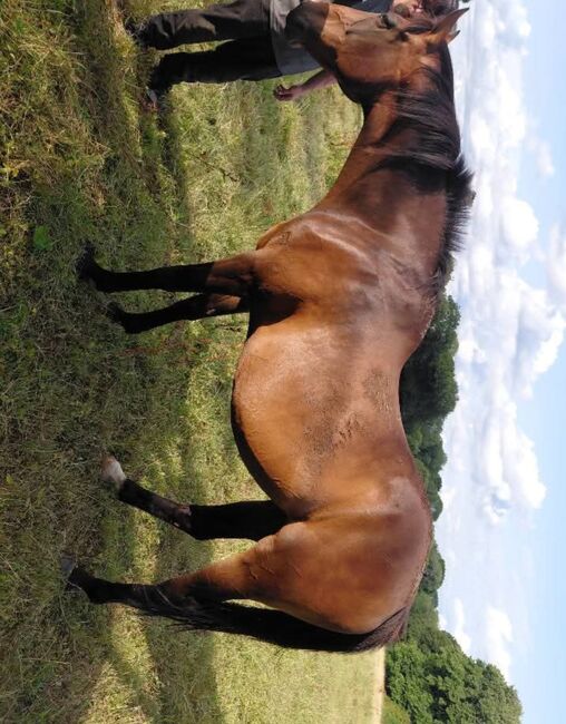 PROJECT/BROODMARE, Riley, Horses For Sale, Kent, Image 5