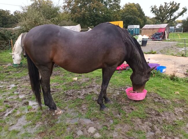 PROJECT/BROODMARE, Riley, Horses For Sale, Kent, Image 7