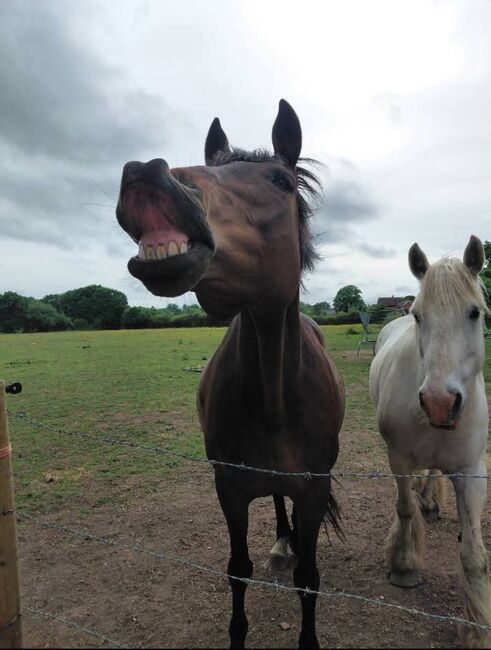 PROJECT/BROODMARE, Riley, Horses For Sale, Kent, Image 6