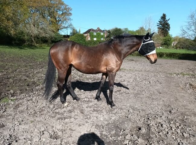 PROJECT/BROODMARE, Riley, Pferd kaufen, Kent, Abbildung 8