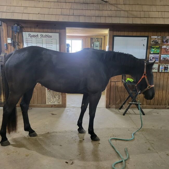 Project horse for sale, Jillian Helgeson, Horses For Sale, Clear Lake, Image 2