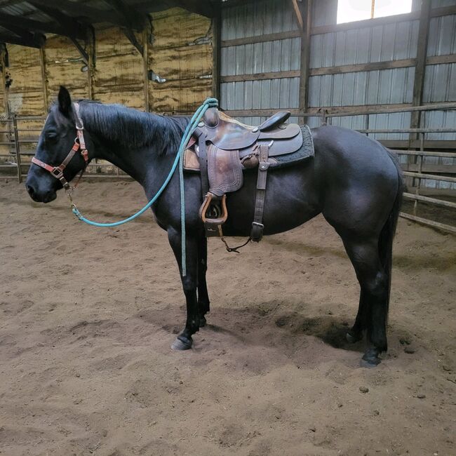 Project horse for sale, Jillian Helgeson, Horses For Sale, Clear Lake, Image 3
