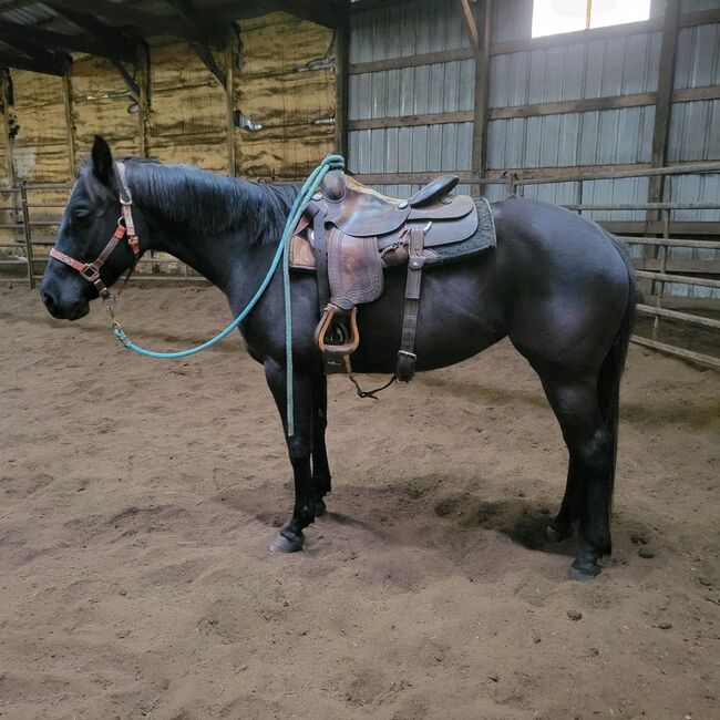 Project horse for sale, Jillian Helgeson, Konie na sprzedaż, Clear Lake, Image 3