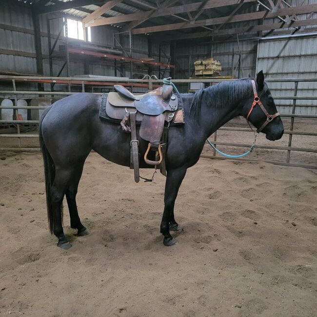 Project horse for sale, Jillian Helgeson, Pferd kaufen, Clear Lake, Abbildung 4