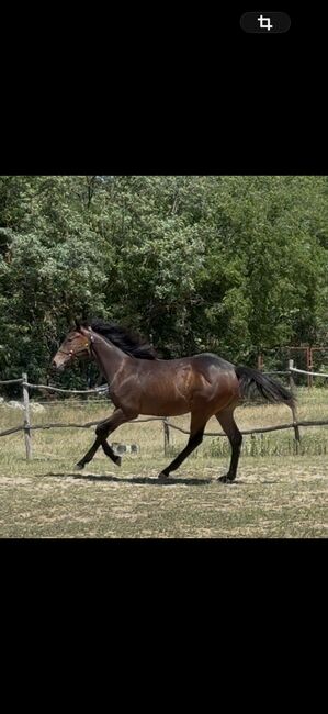 Vielversprechendes Englisches Vollblut-Hengstfohlen/Promising Thoroughbred colt, Glózerné Wágner Krisztina, Horses For Sale, Gyömrő